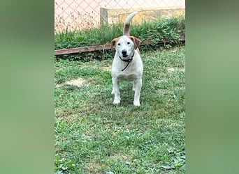 BEPI - Wer löst sein Ticket ins Glück und schenkt ihm ein liebevolles, ruhiges Zuhause