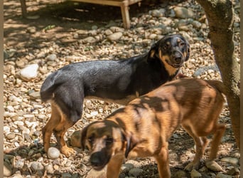 Schmusemaus SMILLA will endlich mit ihren eigenen Menschen kuscheln