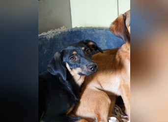 Kuckuck ich bin die niedliche SMILLA2025