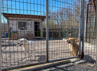 Kuschelfee SENA sucht Kuschelmenschen zum lieb haben