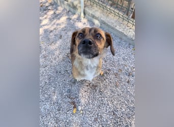Schleckermaul MILLIE sucht nach ihren eigenen Leckerlispendern