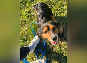 Bezaubernder zuckersüßer BOBISHA sucht sein Für-Immer-Zuhause