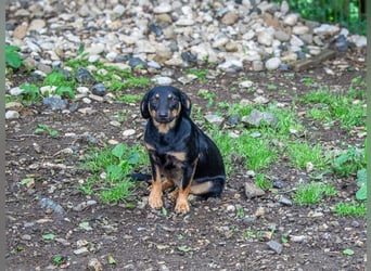Schmusemaus SMILLA will endlich mit ihren eigenen Menschen kuscheln