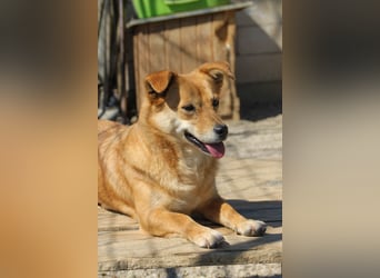 Kuschelfee SENA sucht Kuschelmenschen zum lieb haben