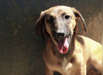 Schlaue ALMA sucht ein für immer Zuhause