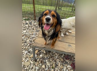 Bezaubernder zuckersüßer BOBISHA sucht sein Für-Immer-Zuhause