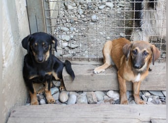 Kuckuck ich bin die niedliche SMILLA2025