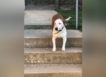 BEPI - Wer löst sein Ticket ins Glück und schenkt ihm ein liebevolles, ruhiges Zuhause