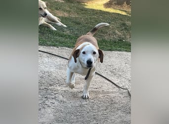 Ruhiger BEPI sucht sein Glück