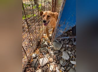 SENA sanft, sozial, sucht neugierig nach Ihren Herzensmenschen