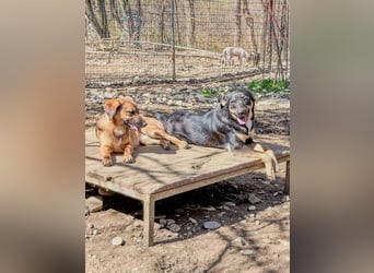 Schlaue Anika sucht ihr Für-Immer-Zuhause