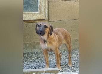 Hübsche ALMA sucht liebevolles Zuhause