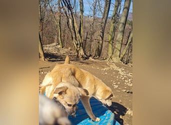 kleiner Herzensbrecher SMOKY sucht nach seiner Familie