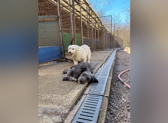 Wuschelkopf KEANU sucht Familie zum Spielen und Toben