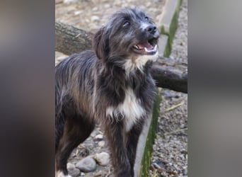 Kleine KALINA sucht ihr Kuschelkörbchen in Deutschland
