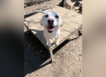 Aufgeweckter SKIPPER sucht aktive Menschen zum Spielen und Toben