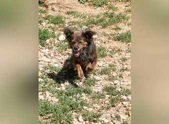 Kuckuck, wer schenkt Traumhündin EMILIJA ein liebevolles Zuhause?