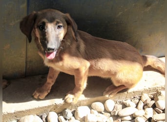 Schlaue ALMA sucht ein für immer Zuhause