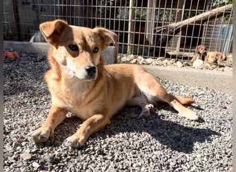 SENA sanft, sozial, sucht neugierig nach Ihren Herzensmenschen