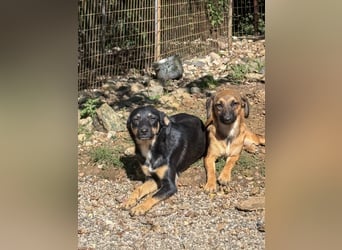 Neugierige ANIKA– ein Traum auf vier Pfoten