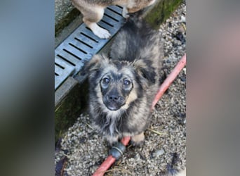 Entzückendes Hundemädel CASSI sucht liebevolles Zuhause
