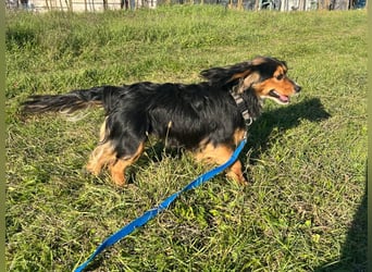 Bezaubernder zuckersüßer BOBISHA sucht sein Für-Immer-Zuhause