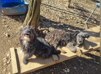 Wuschelkopf KEANU sucht Familie zum Spielen und Toben