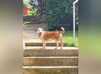 BEPI - Wer löst sein Ticket ins Glück und schenkt ihm ein liebevolles, ruhiges Zuhause