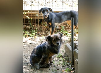 Kuckuck, wer schenkt Traumhündin EMILIJA ein liebevolles Zuhause?