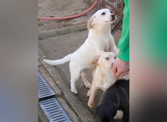 Aufgeweckter SKIPPER sucht aktive Menschen zum Spielen und Toben