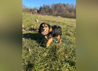 Bezaubernder zuckersüßer BOBISHA sucht sein Für-Immer-Zuhause