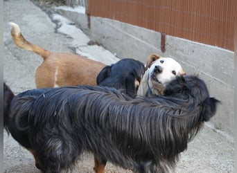 Ruhiger BEPI sucht sein Glück