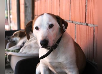 BEPI - Wer löst sein Ticket ins Glück und schenkt ihm ein liebevolles, ruhiges Zuhause