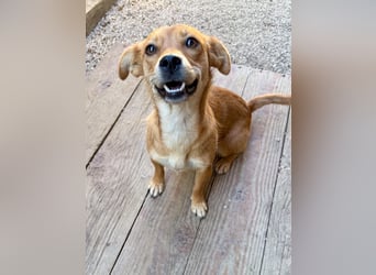 SENA sanft, sozial, sucht neugierig nach Ihren Herzensmenschen