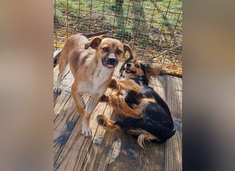 Schleckermaul MILLIE sucht nach ihren eigenen Leckerlispendern