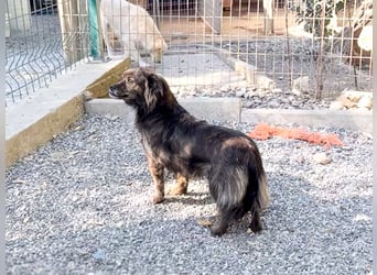 Hoppla - liebenswerte EMILIJA sucht ein liebevolles Zuhause