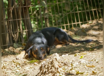 Schmusemaus SMILLA will endlich mit ihren eigenen Menschen kuscheln
