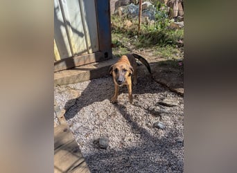 Schlaue ALMA sucht ein für immer Zuhause