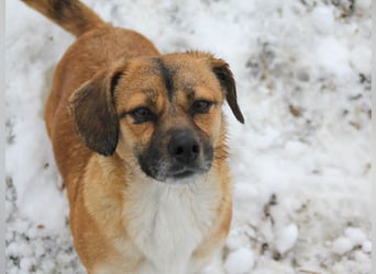 Herzensmensch gesucht - liebe MILLIE hofft auf den Hauptgewinn "FÜR-IMMER-ZUHAUSE"