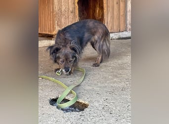 Hoppla - liebenswerte EMILIJA sucht ein liebevolles Zuhause