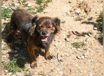 Kuckuck, wer schenkt Traumhündin EMILIJA ein liebevolles Zuhause?