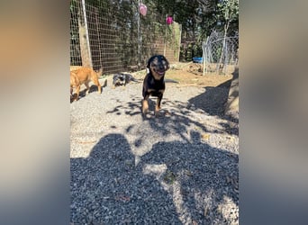 Kuckuck ich bin die niedliche SMILLA2025