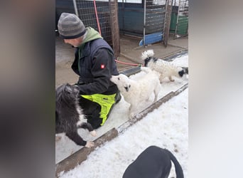 PUPIN kleines absolut einzigartiges Energiebündel