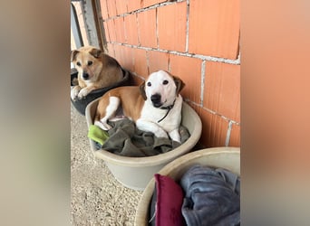 BEPI - Wer löst sein Ticket ins Glück und schenkt ihm ein liebevolles, ruhiges Zuhause