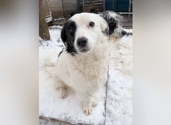 PUPIN kleines absolut einzigartiges Energiebündel