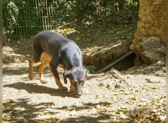 Schmusemaus SMILLA will endlich mit ihren eigenen Menschen kuscheln