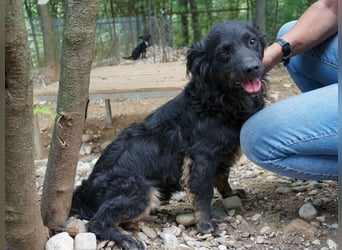 Sonnenschein RALF hofft auf sein Familienglück