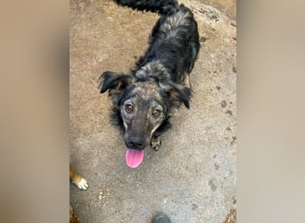 Niedliche CASSI - verspielte und verschmuste Zuckerschnute