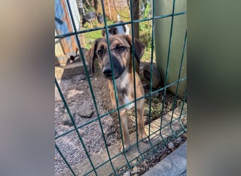 Schlaue ALMA sucht ein für immer Zuhause