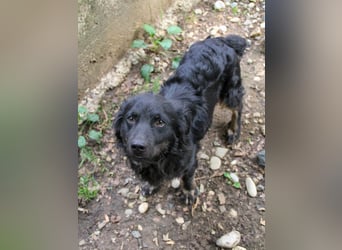 Sonnenschein RALF hofft auf sein Familienglück